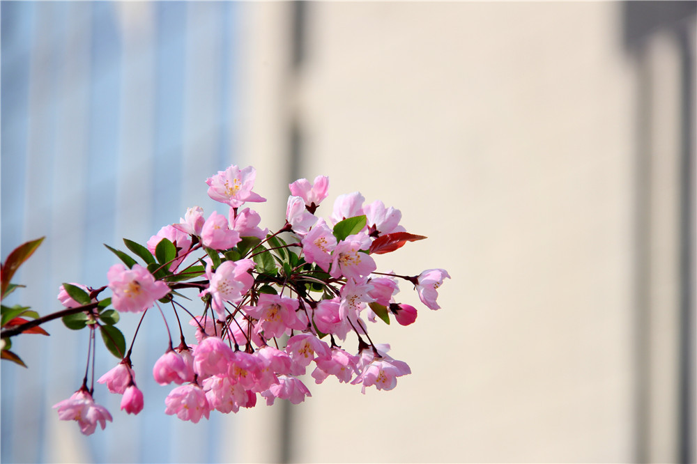 春花装点的校园，是最美的人间四月天