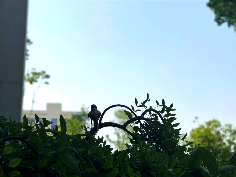 美丽的校园，连小鸟都想在此安家