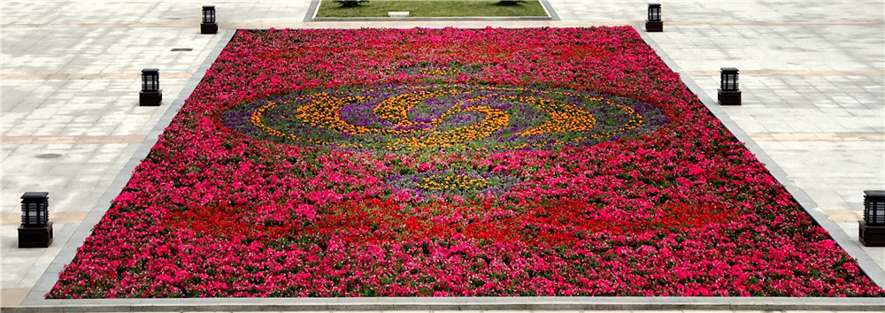 真正的花团锦簇，八千盆鲜花深情托起学校校标
